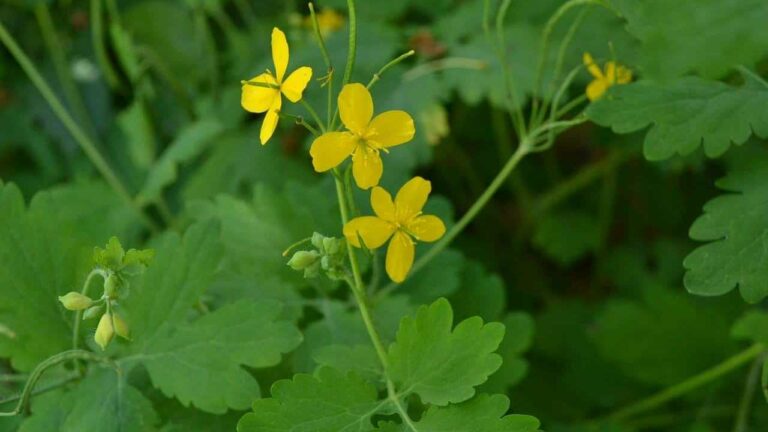 Perchè la Celidonia ha a che fare con san Martino il taumaturgo